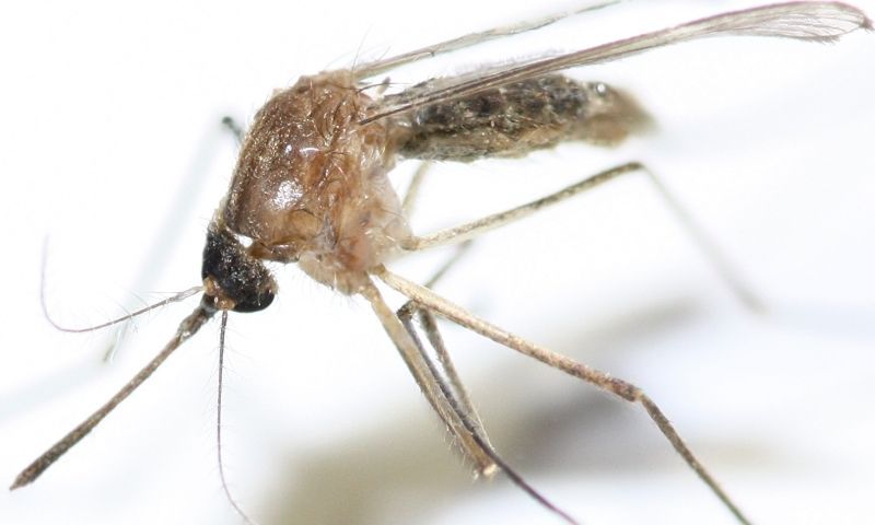 Culex pipiens (Culicidae) femmina